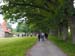 040- oak trees