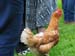 168-chicken chicken